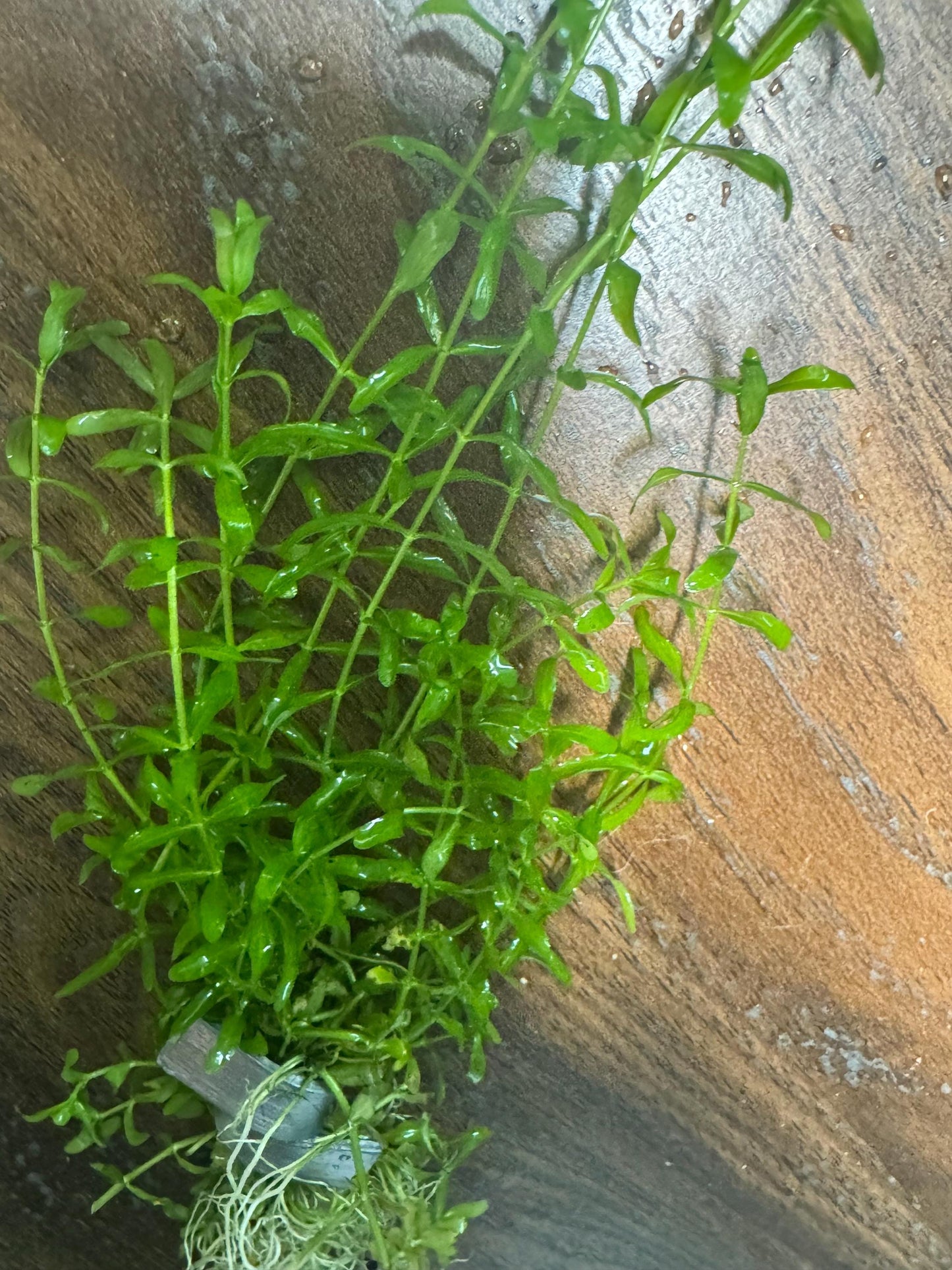 Pennywort + Pearl Weed Combo – Live Aquarium Plants for Freshwater Tanks | Easy Aquascape Plants for Shrimp & Betta Tanks