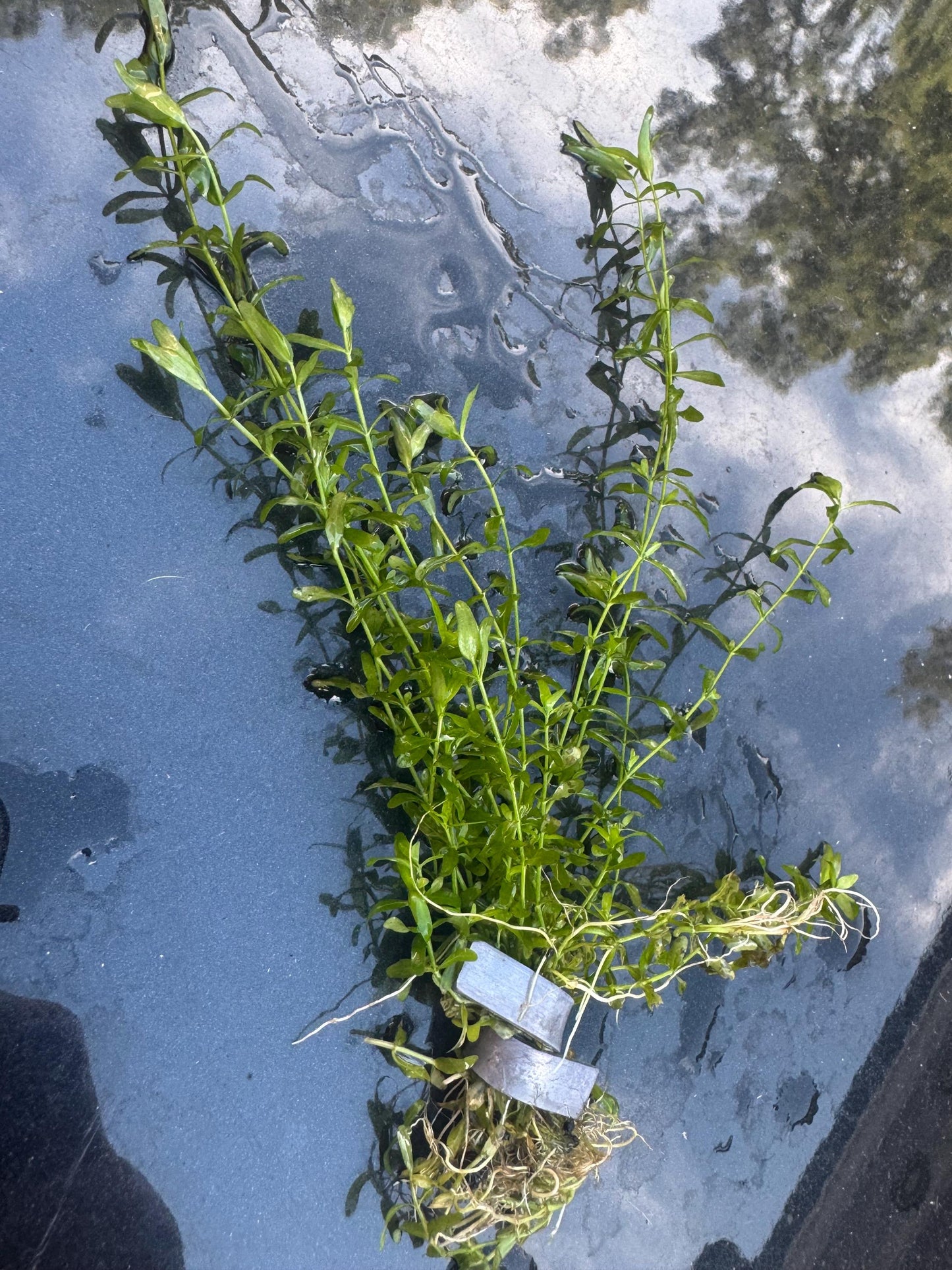 Pennywort + Pearl Weed Combo – Live Aquarium Plants for Freshwater Tanks | Easy Aquascape Plants for Shrimp & Betta Tanks