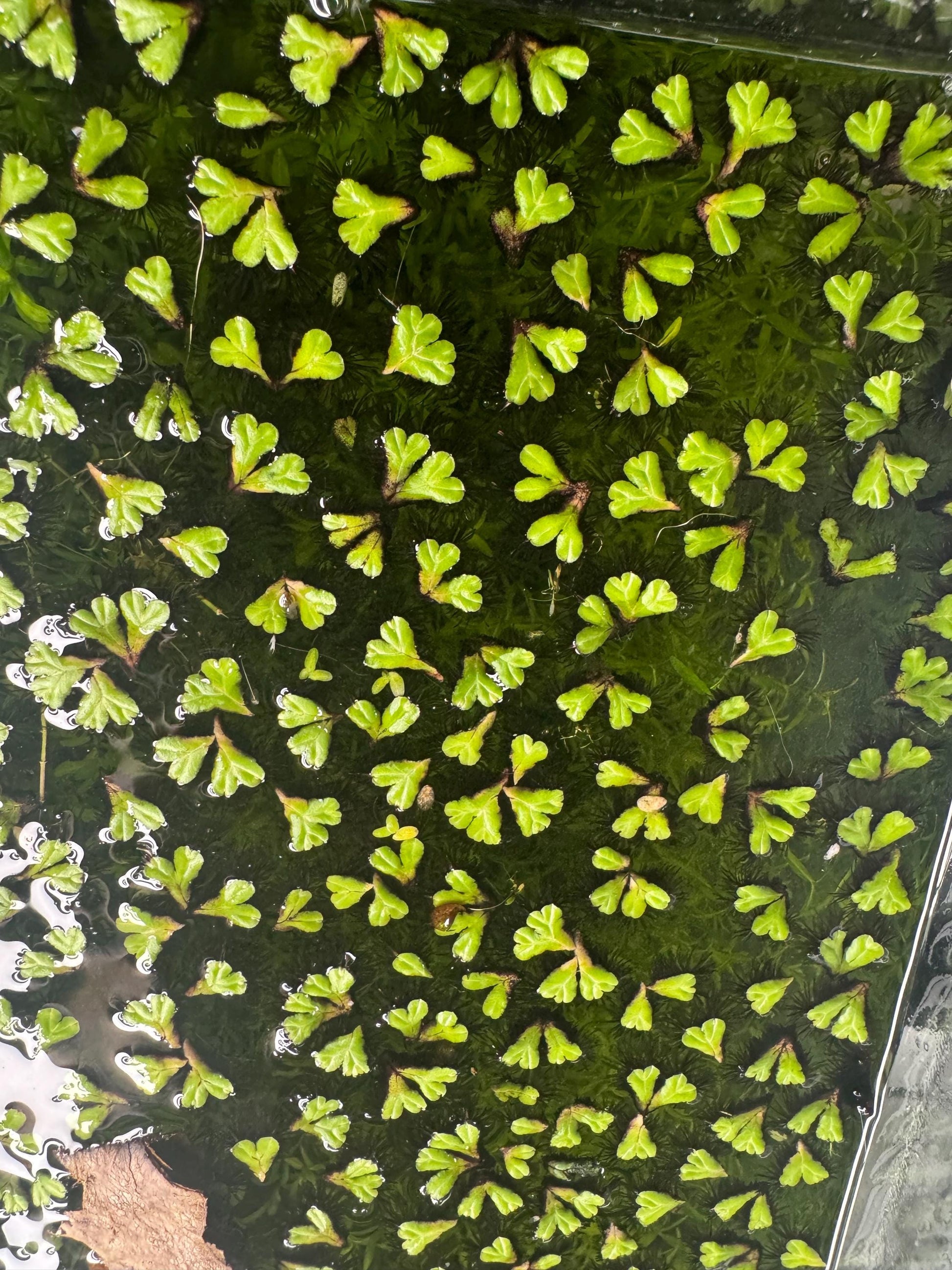 Purple Fringed Riccia (Ricciocarpos natans) – Floating or Rooted Aquarium Plant for Shrimp, Bettas & Nano Tanks