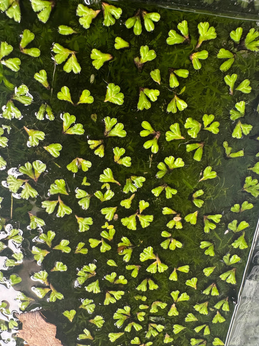 Purple Fringed Riccia (Ricciocarpos natans) – Floating or Rooted Aquarium Plant for Shrimp, Bettas & Nano Tanks