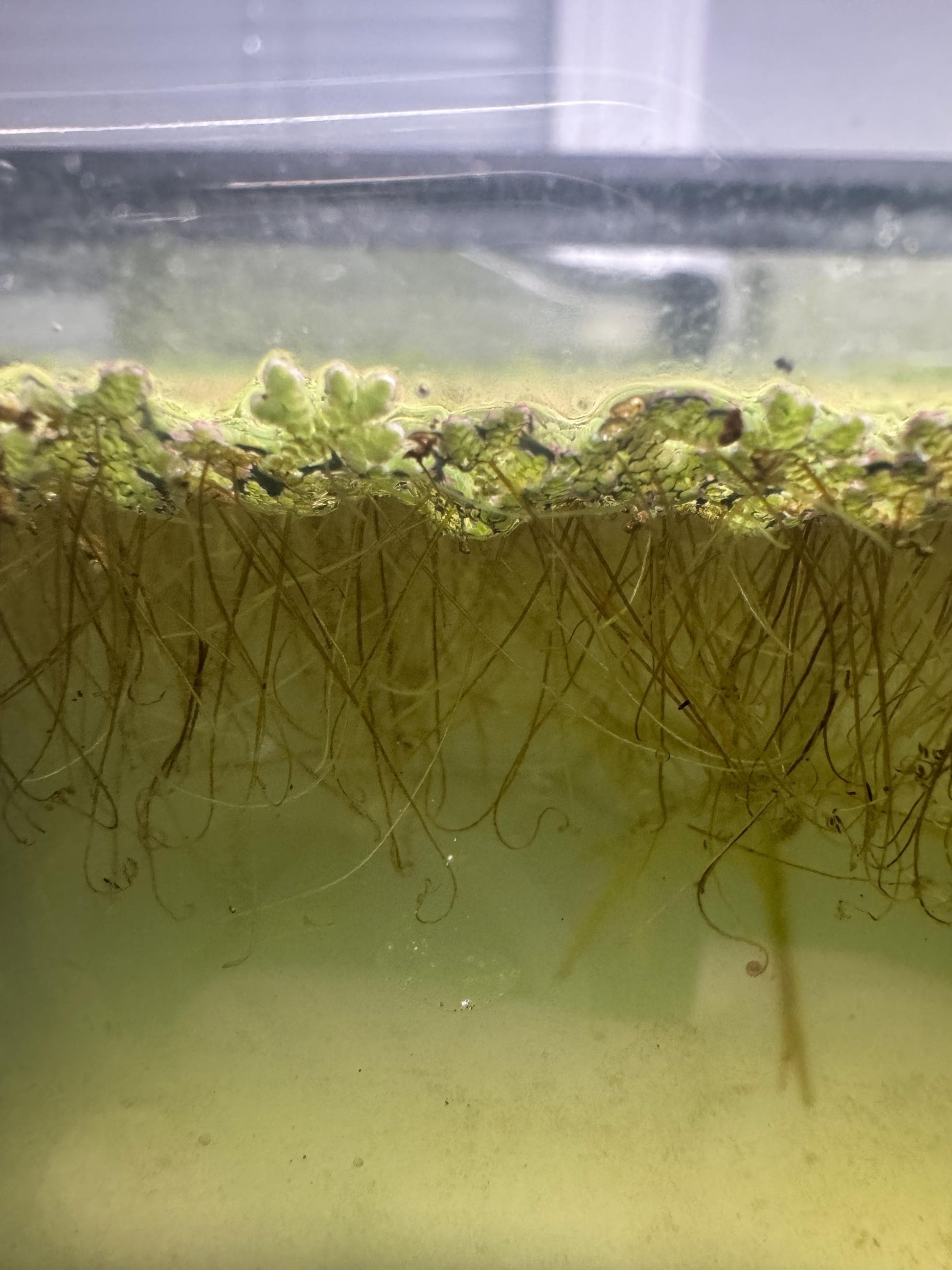 Azolla (Fairy Moss) — Live Floating Aquarium