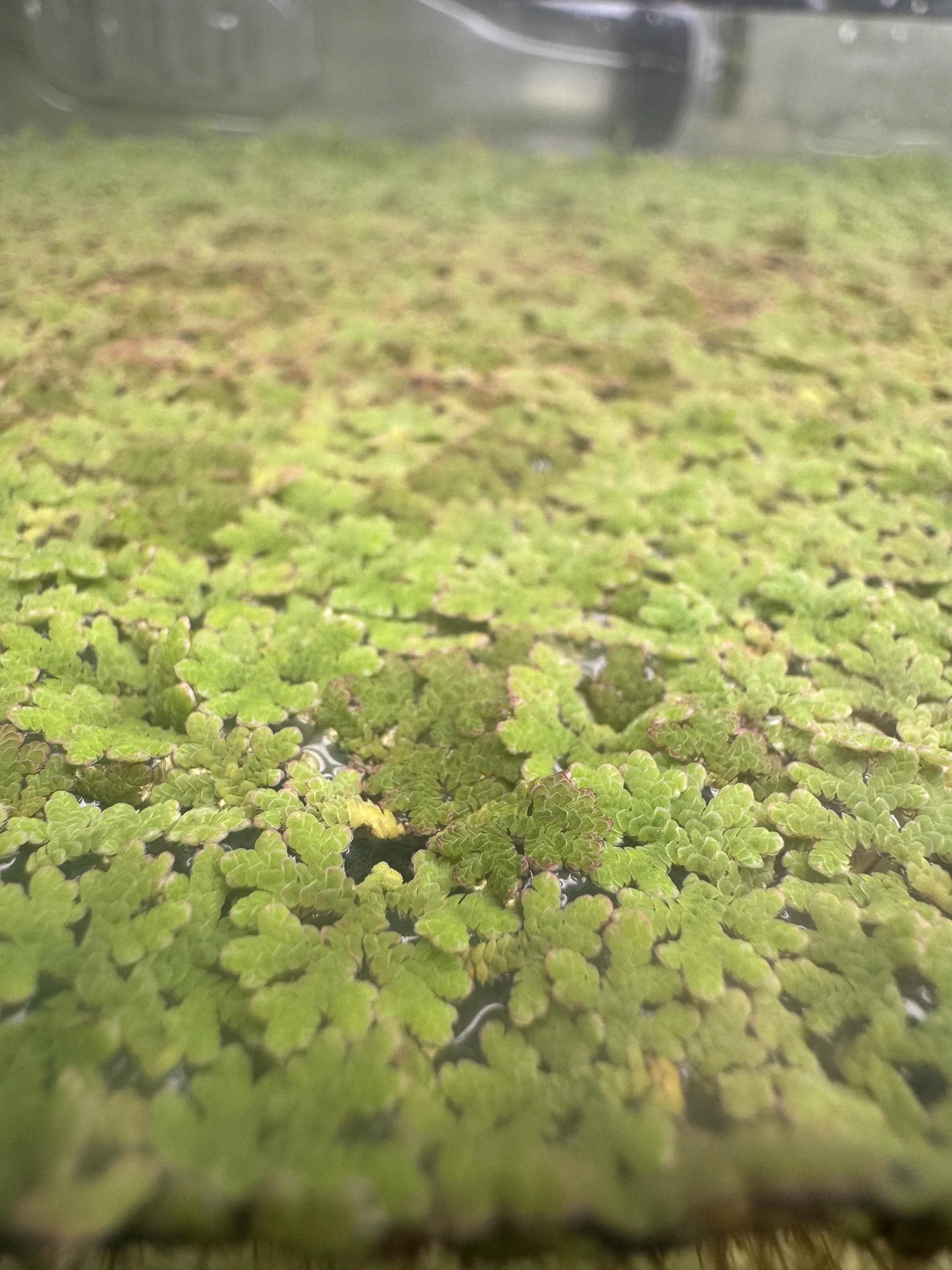 Azolla (Fairy Moss) — Live Floating Aquarium