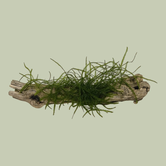 Cholla wood piece with lush green aquarium moss attached, displayed on a soft sage green background — a natural aquarium decoration providing hiding spots for shrimp and fish while promoting biofilm growth and aquascape texture.