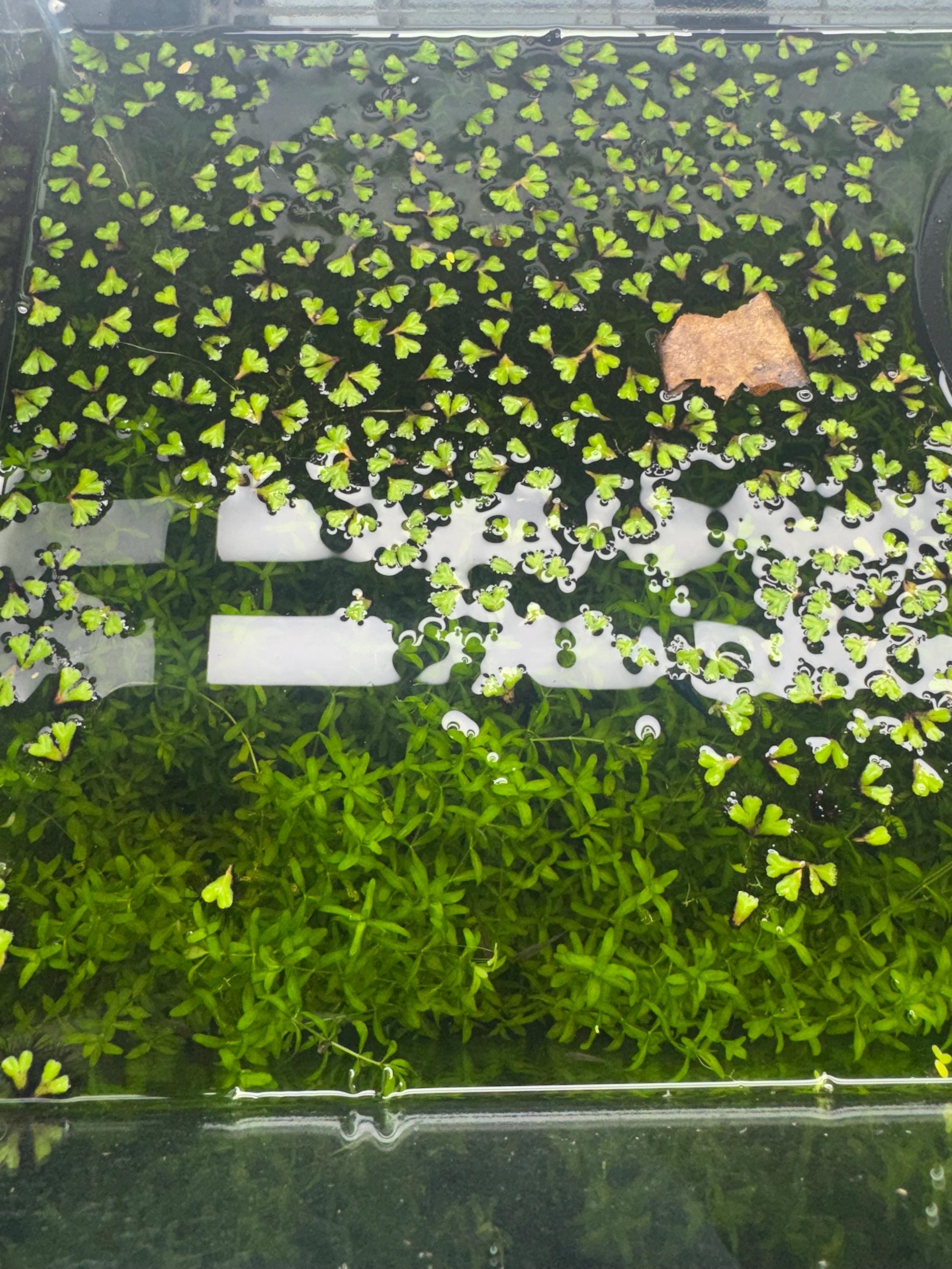 Purple Fringed Riccia (Ricciocarpos natans) – Floating or Rooted Aquarium Plant for Shrimp, Bettas & Nano Tanks