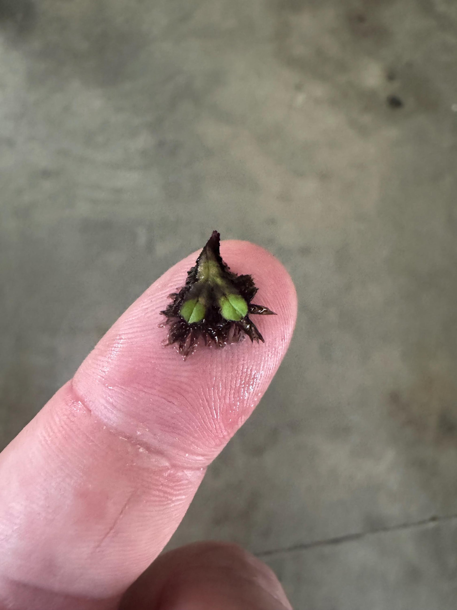 Purple Fringed Riccia (Ricciocarpos natans) – Floating or Rooted Aquarium Plant for Shrimp, Bettas & Nano Tanks