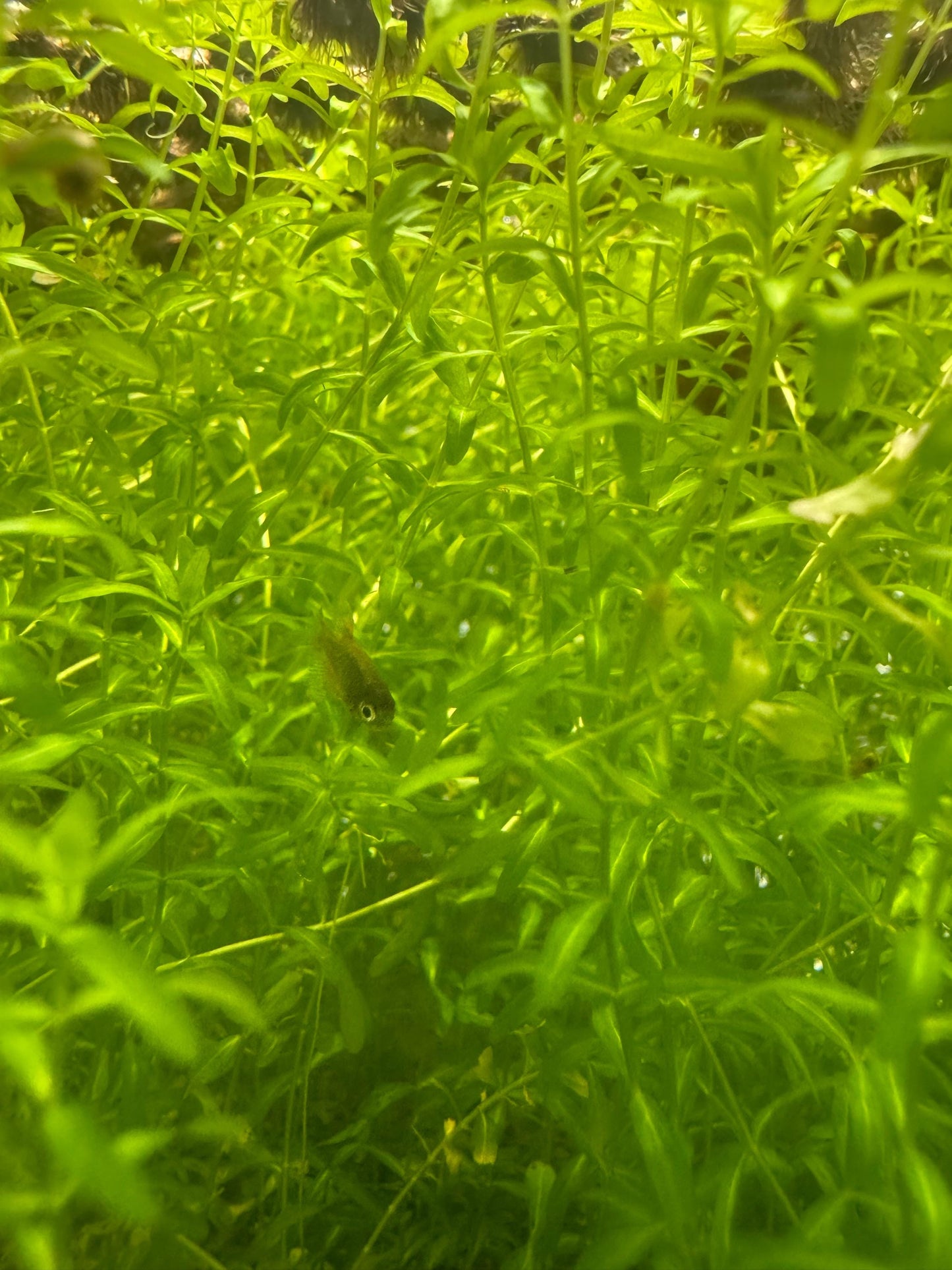 Pearl Weed Live Potted Carpeting Midground Foreground Aquarium Plant