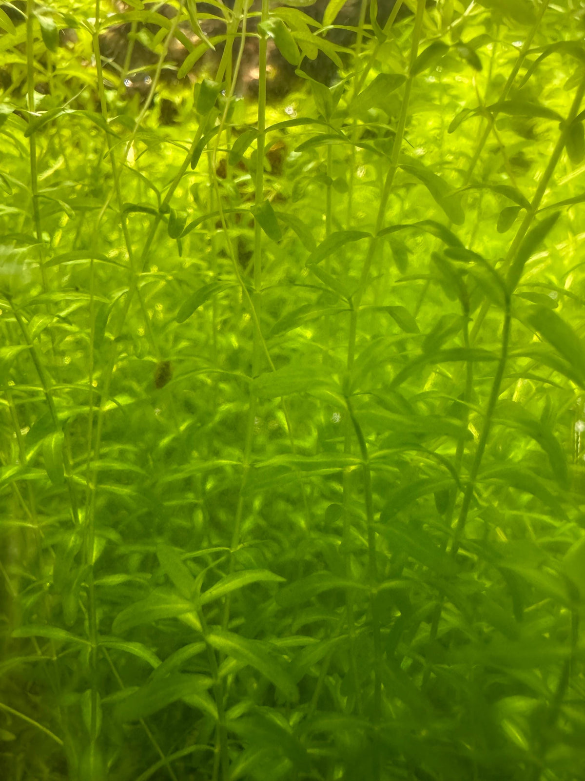 closeup of pearl weed in an aquarium