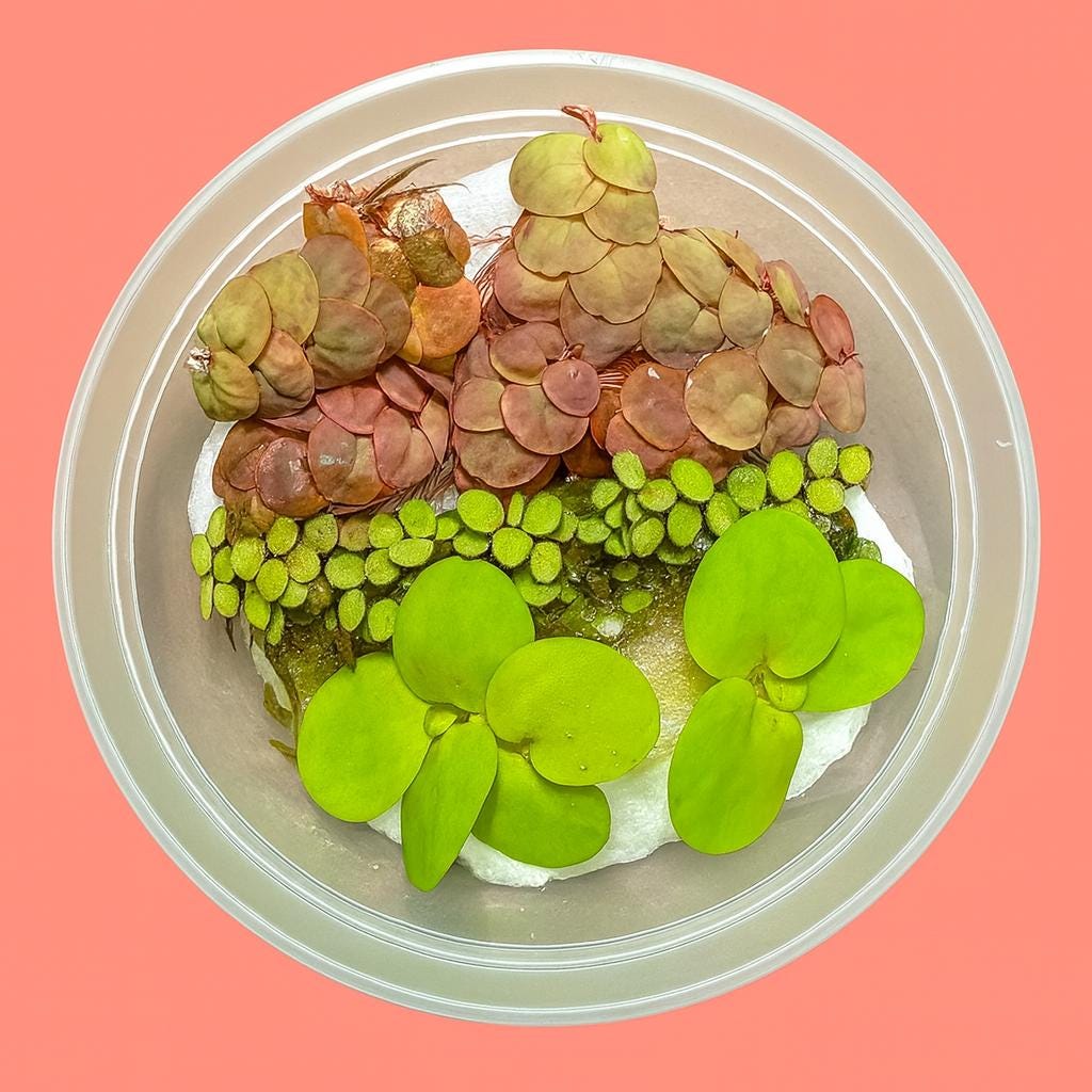 Aquarium Floating Plant Bundle – 6 Live Plants (2 Red Root, 2 Frogbit, 2 Salvinia) – Freshwater Aquascape Variety Pack