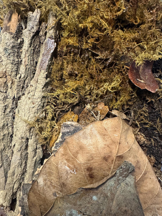 Natural terrarium substrate with sphagnum moss, bark, stones, and dried leaf litter creating a forest floor texture