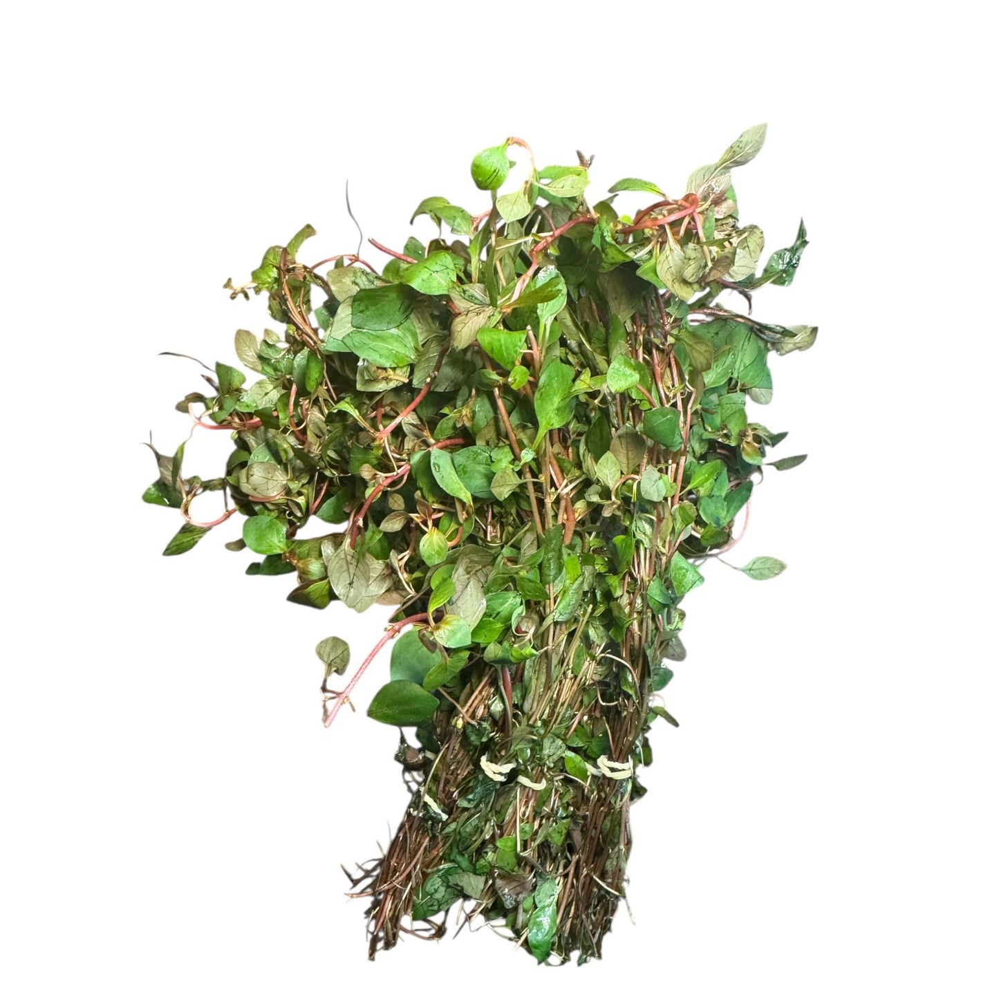 Ludwigia Super Red Mini – Live Aquarium Stem Plant – Vibrant Red Planted Tank Plant
