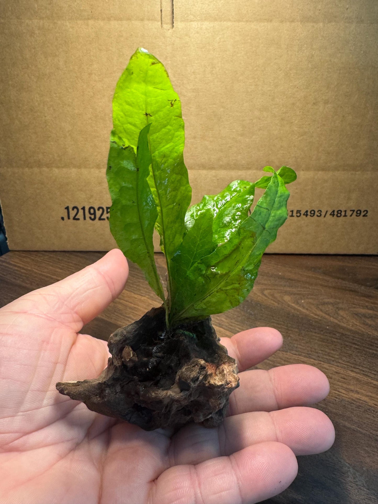 Java Fern on Coral Driftwood | Live Aquarium Plant on Wood | Nano Aquascape Decor for Betta, Shrimp & Planted Tanks