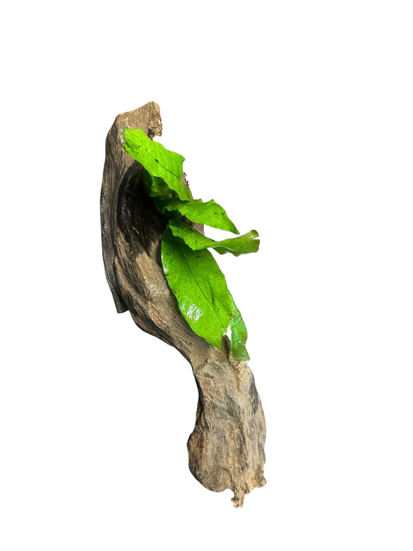 Java Fern on Mopani Wood – Live Aquarium Plant Driftwood, Betta Tank Decor, Shrimp Aquascape Plant