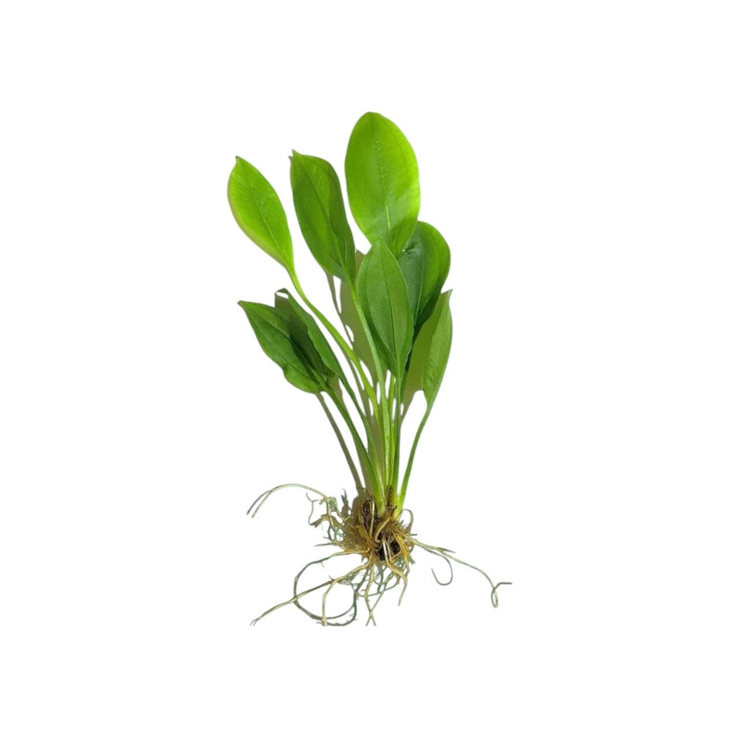 Beginner Aquarium Plant Bundle (Foreground + Mid + Background)