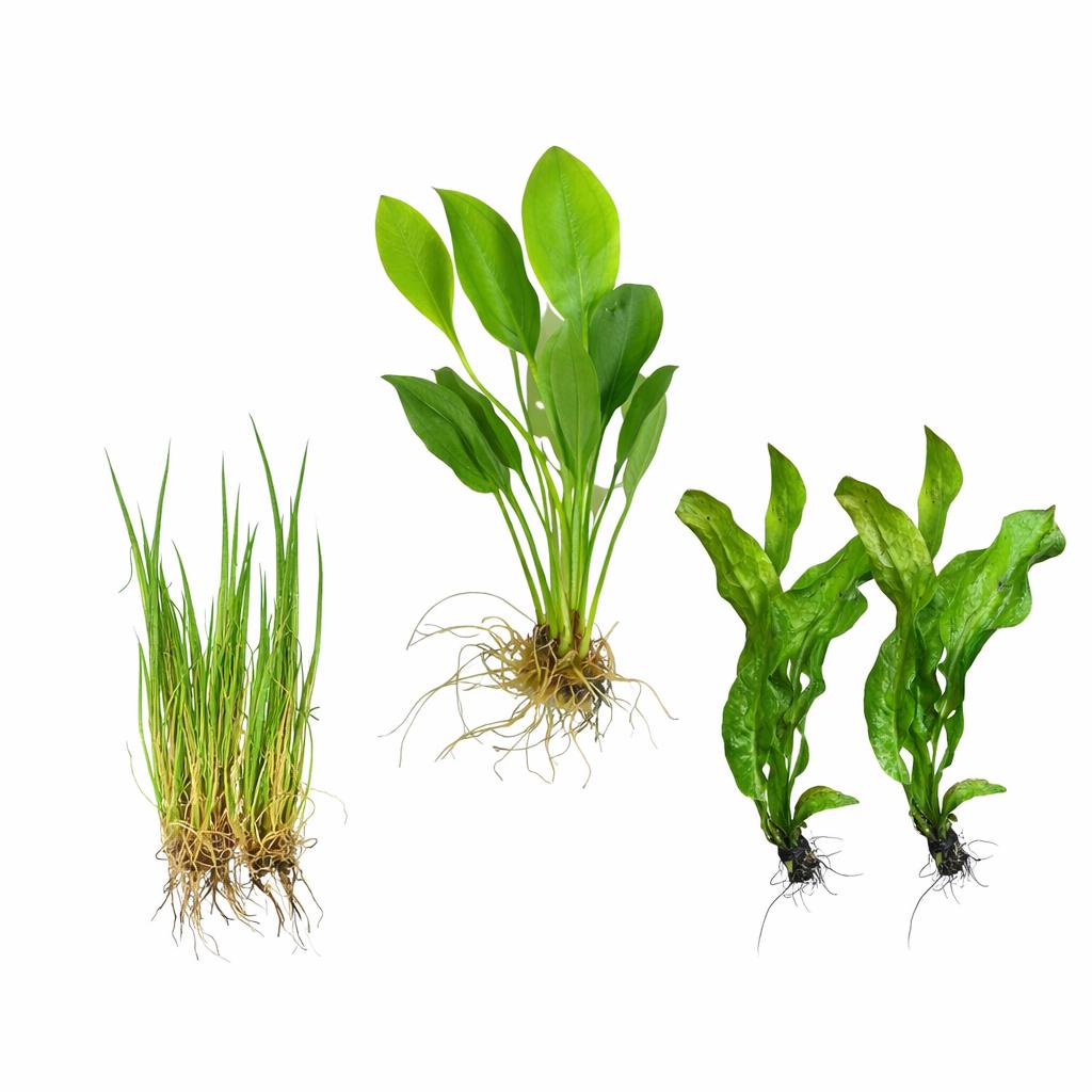 Aquarium plant bundle with Amazon sword, dwarf hairgrass, and java fern on white background, live freshwater plants for aquascaping fish tanks