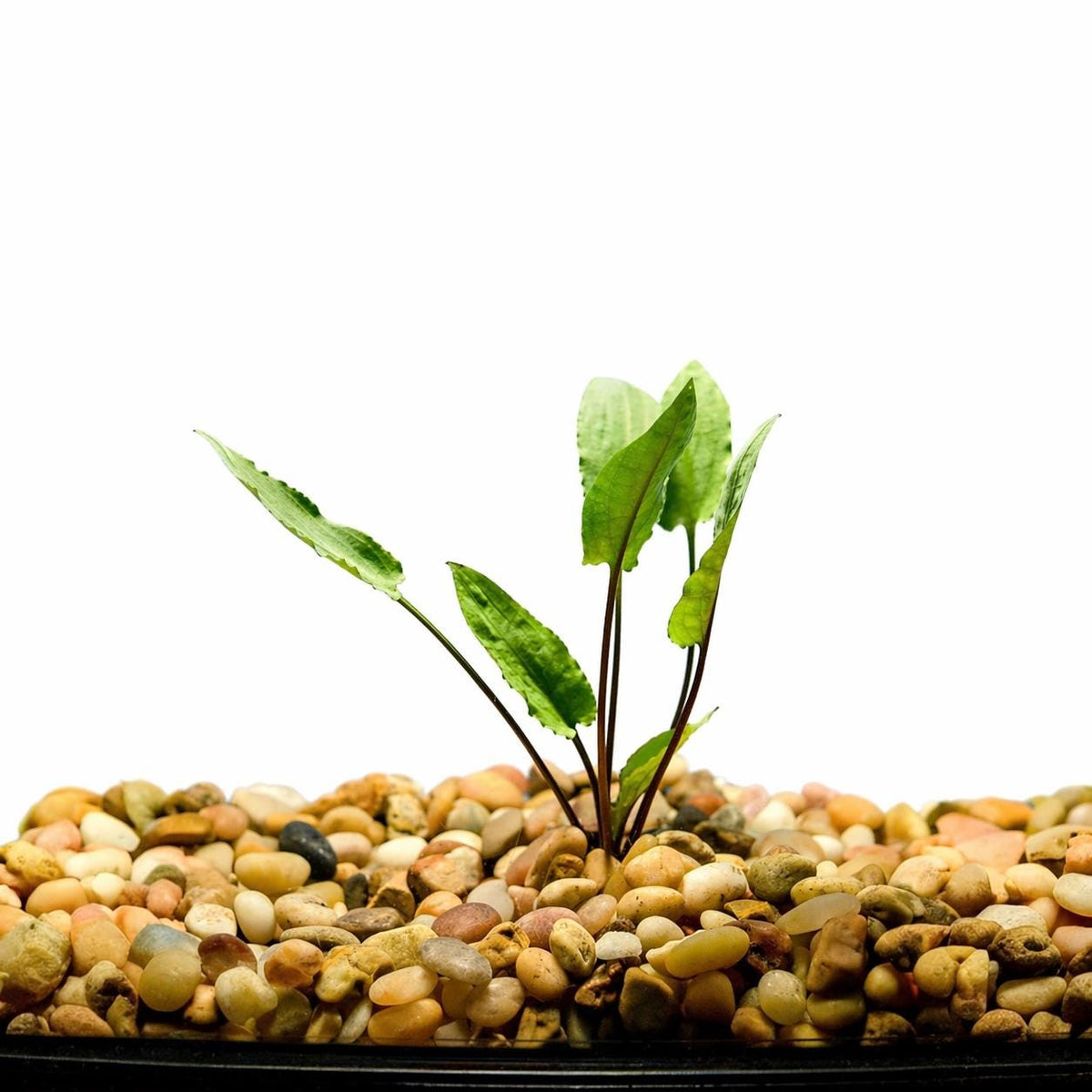 White background (main listing image):
Cryptocoryne Wendtii Green live aquarium plant rooted in gravel on white background, low light freshwater aquascape plant for betta and shrimp tanks