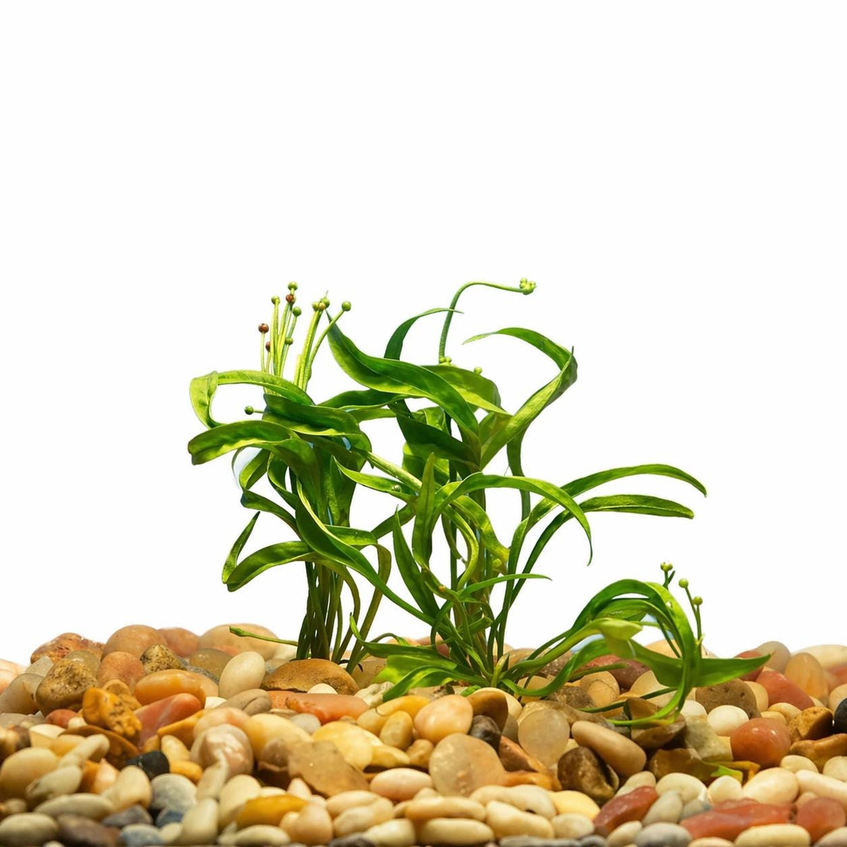 Echinodorus Vesuvius sword plant bare root on white background, spiral leaf aquarium plant for aquascape, betta and shrimp tanks