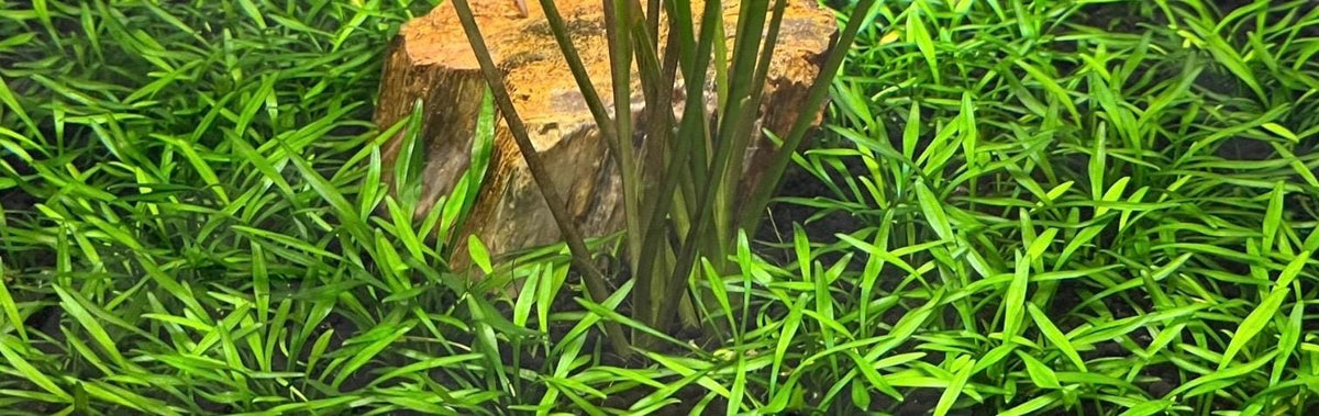 Crypt Parva Live Aquarium Plant – Foreground Carpet Plant – Low Light Freshwater Aquatic Plant – Easy Nano Tank Plant