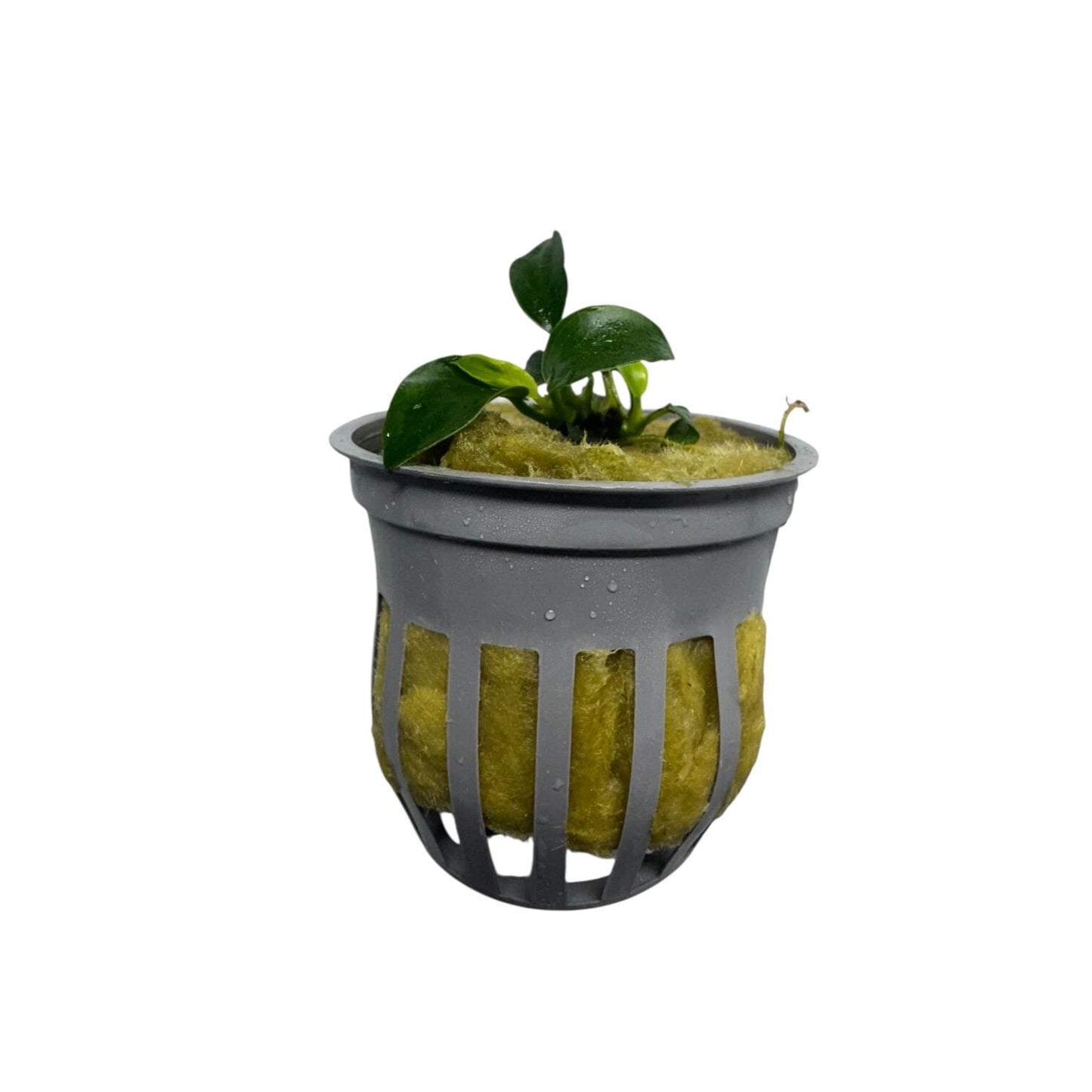 Side view potted Anubias nana petite live aquarium plant ready to grow fish and shrimp safe plant