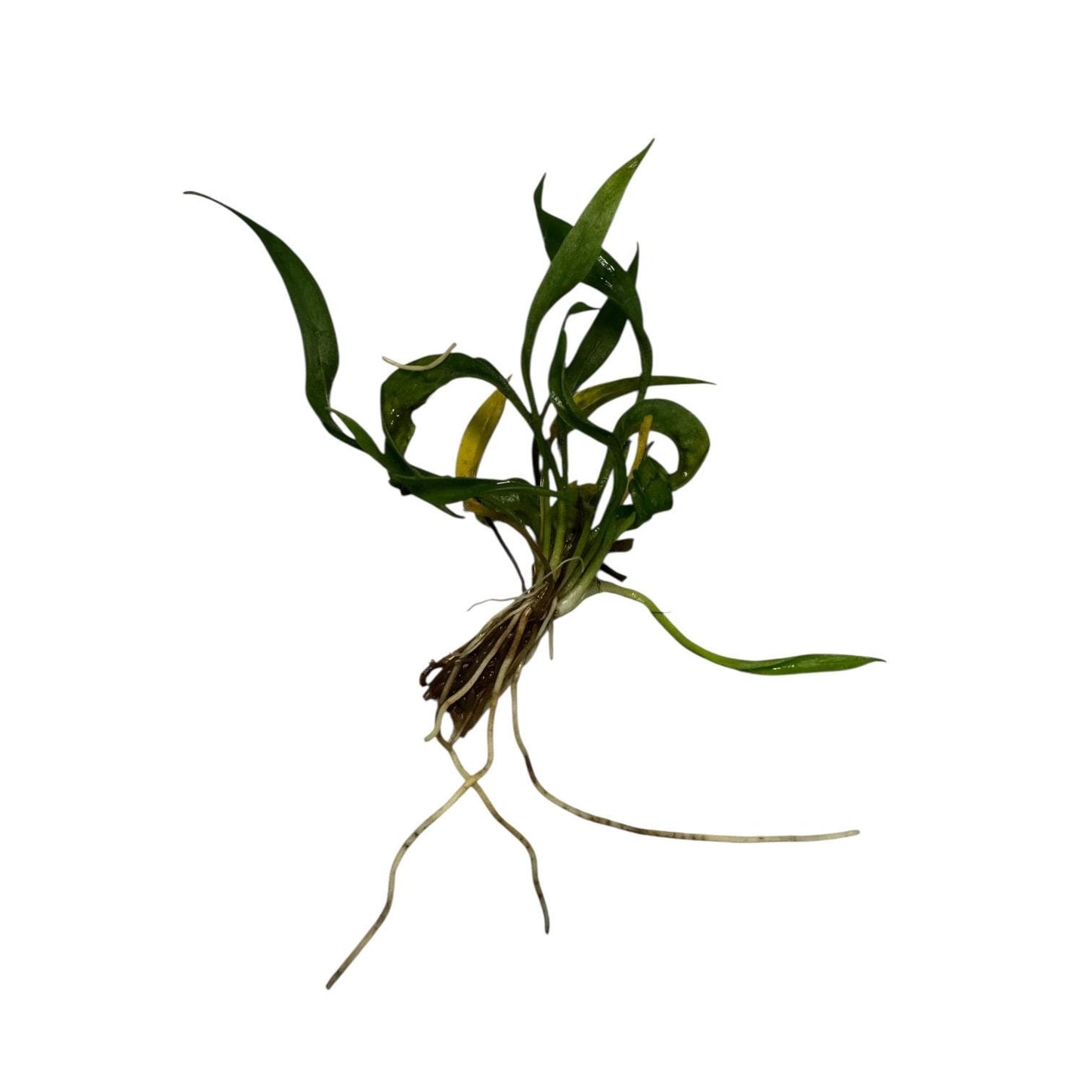 Echinodorus Vesuvius sword bare root plant isolated on white background, spiral leaf aquarium plant for aquascape, betta and shrimp tanks