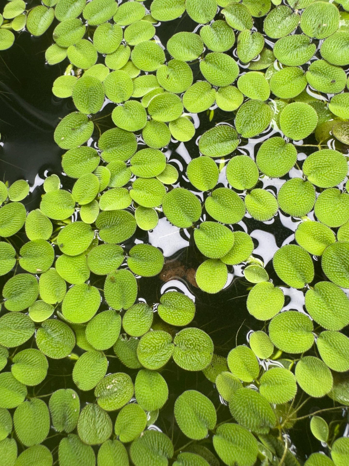 Top down view of Salvinia minima floating in a freshwater aquarium with textured green leaves spreading across the water surface, natural floating plant coverage for betta, shrimp, and planted tanks
