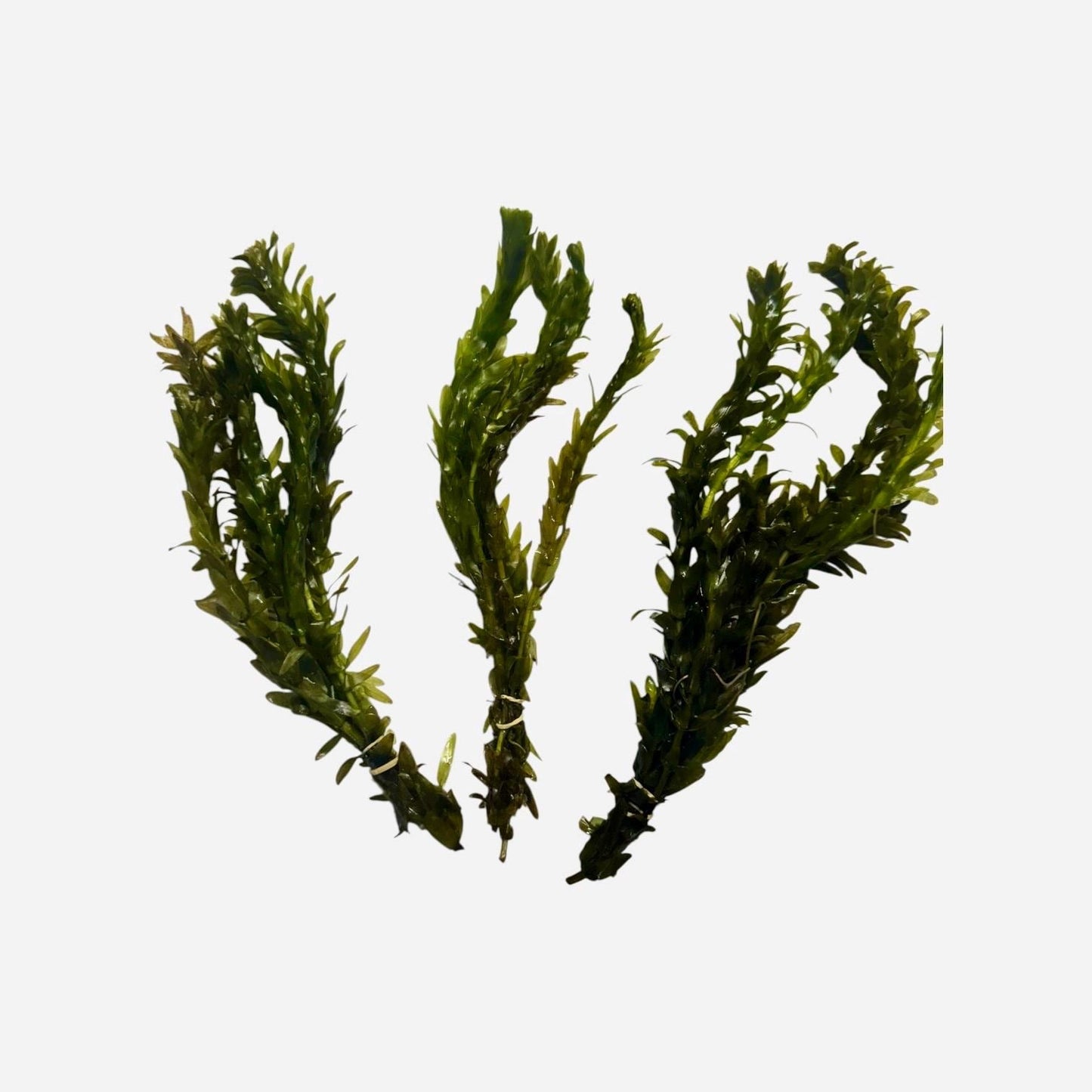 Anacharis Bundle Live Aquarium Plants Easy Beginner Plant Fast Growing Oxygenating Plant Fish Tank Plant Elodea Waterweed