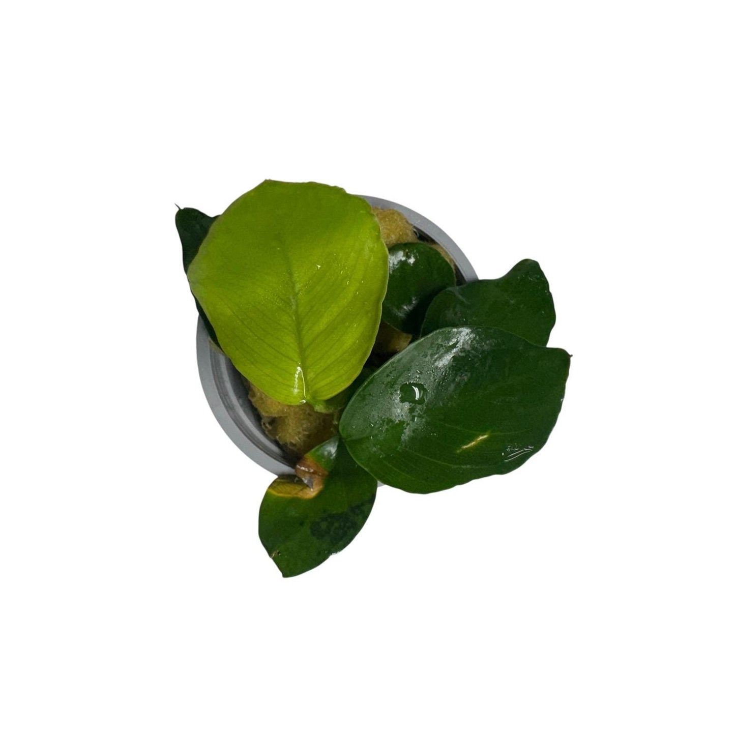 Anubias barteri potted plant overhead view ready to grow easy care aquarium plant fish safe