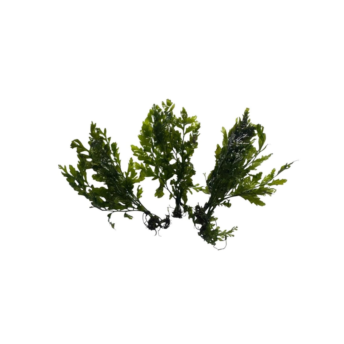 Bolbitis heudelotii multiple bunches live aquarium plant African water fern portion comparison