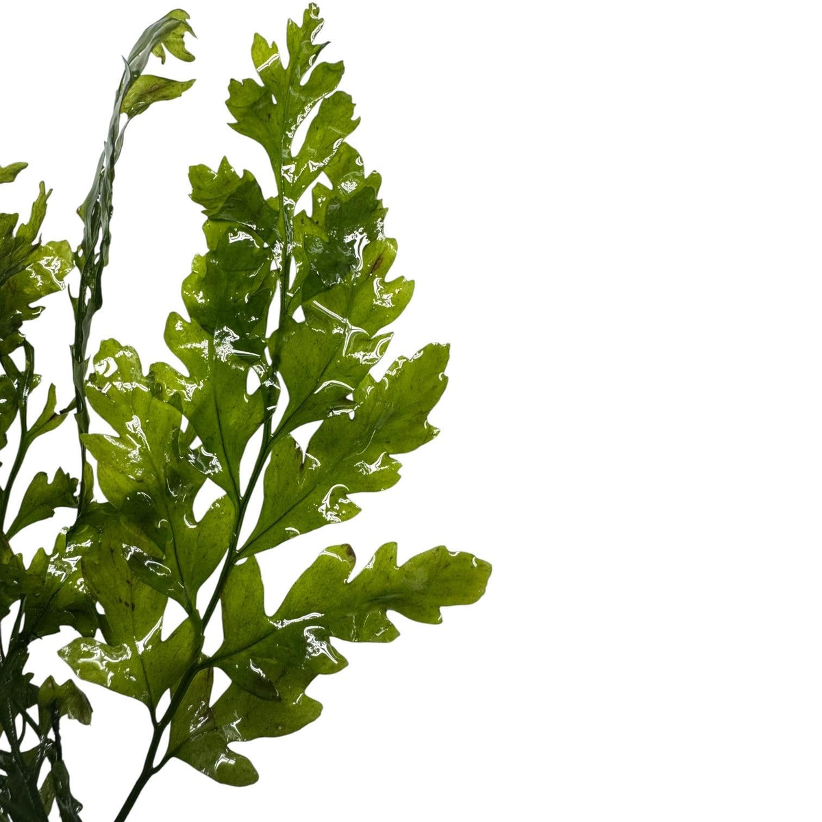 Close up Bolbitis heudelotii leaves detailed texture African water fern aquarium plant