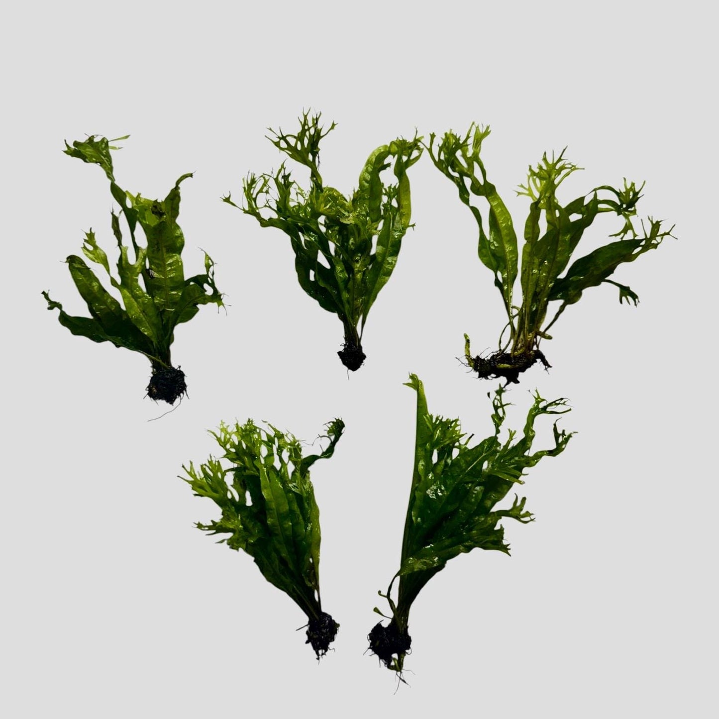 Assorted Windelov Java fern plants grouped on white background with unique lace leaf foliage for freshwater aquariums
