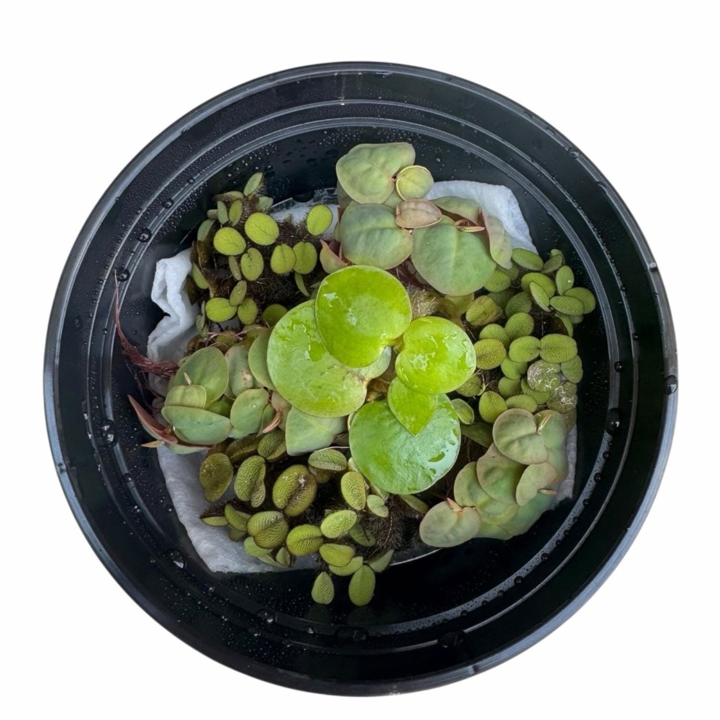 Top-down view of a floating aquarium plant bundle featuring red root floaters, Amazon frogbit, and Salvinia minima in a black deli cup on a white background with visible roots and water droplets.