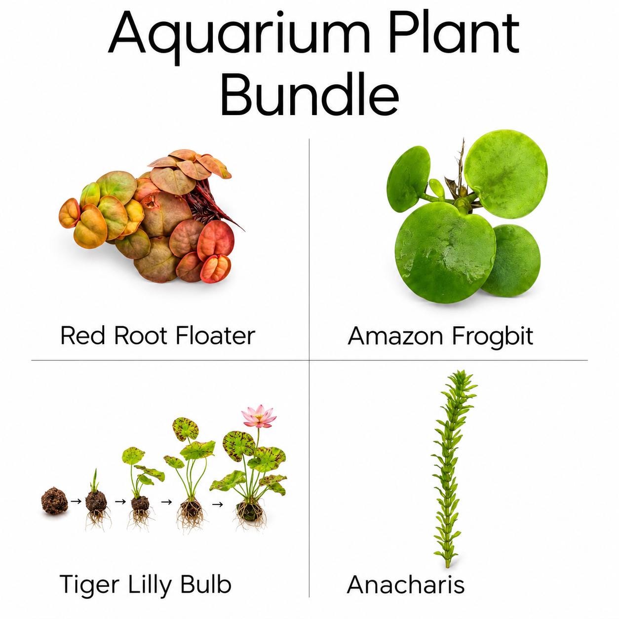 Aquarium Plant Bundle featuring Red Root Floaters, Amazon Frogbit, Tiger Lotus Bulb, and Anacharis displayed on a white background. Live freshwater plants ideal for betta tanks, shrimp tanks, aquascaping, and planted aquariums.