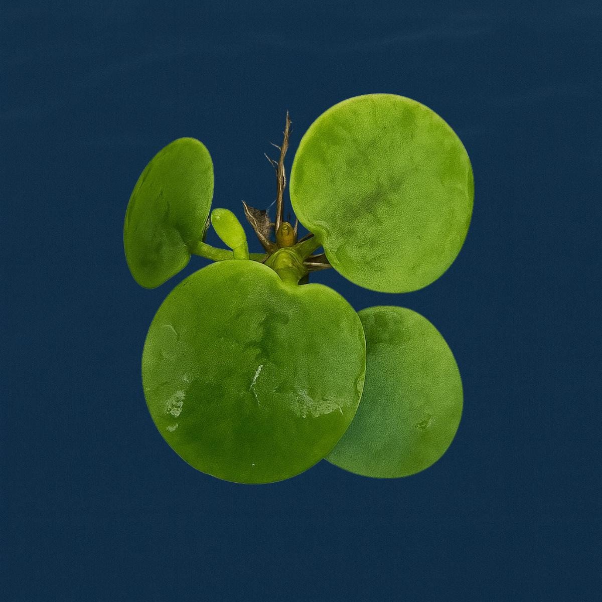 Aquarium Plant Bundle | Red Root Floater, Frogbit, Tiger Lotus Bulb & Anacharis | Live Freshwater Plants for Betta and Shrimp Tanks