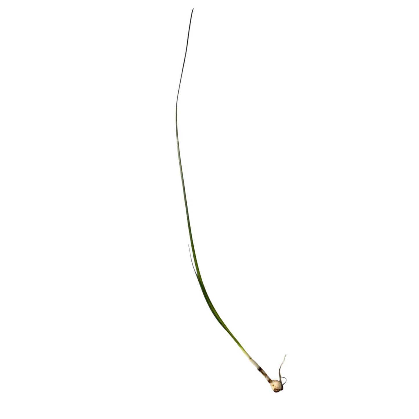 Single Water Onion aquarium plant with a rooted bulb and long slender green leaf, isolated on a white background.