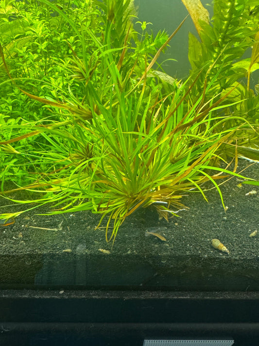 Creeping Rush (Juncus repens) growing in a planted aquarium, showing long grass-like green foliage with bronze highlights and dense growth near the substrate.