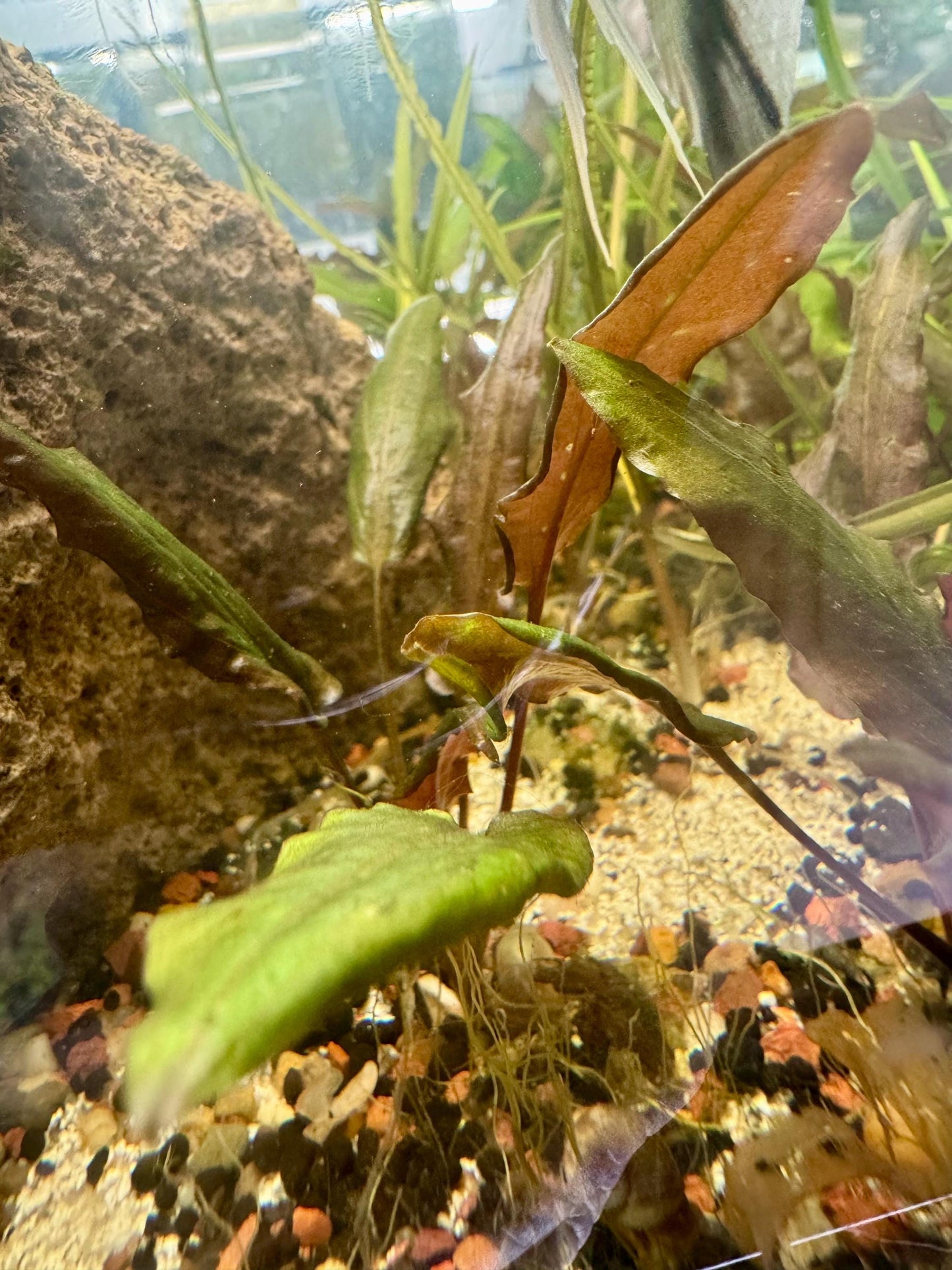 Side view of a Red Crypt Wendtii aquarium plant showing wavy red and green foliage, rooted in gravel substrate among aquatic plants and natural aquarium décor.