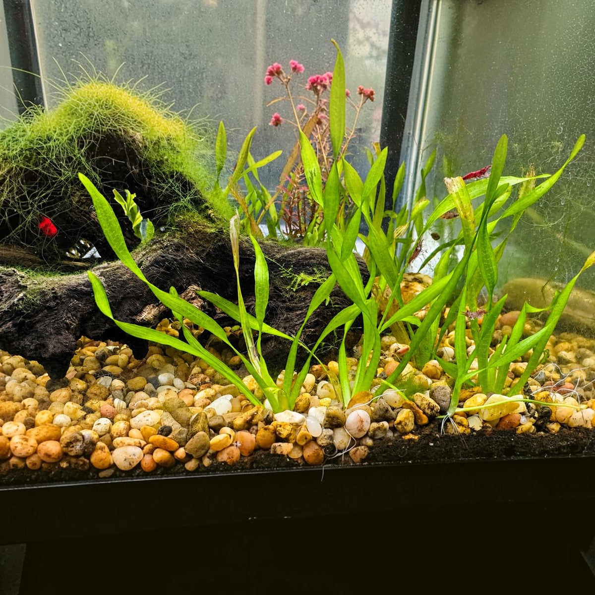 Healthy Corkscrew Vallisneria growing in a freshwater planted aquarium with bright green twisted leaves rooted in natural gravel alongside driftwood. Ideal as a background plant for aquariums, providing natural cover for shrimp, bettas, and community fish.