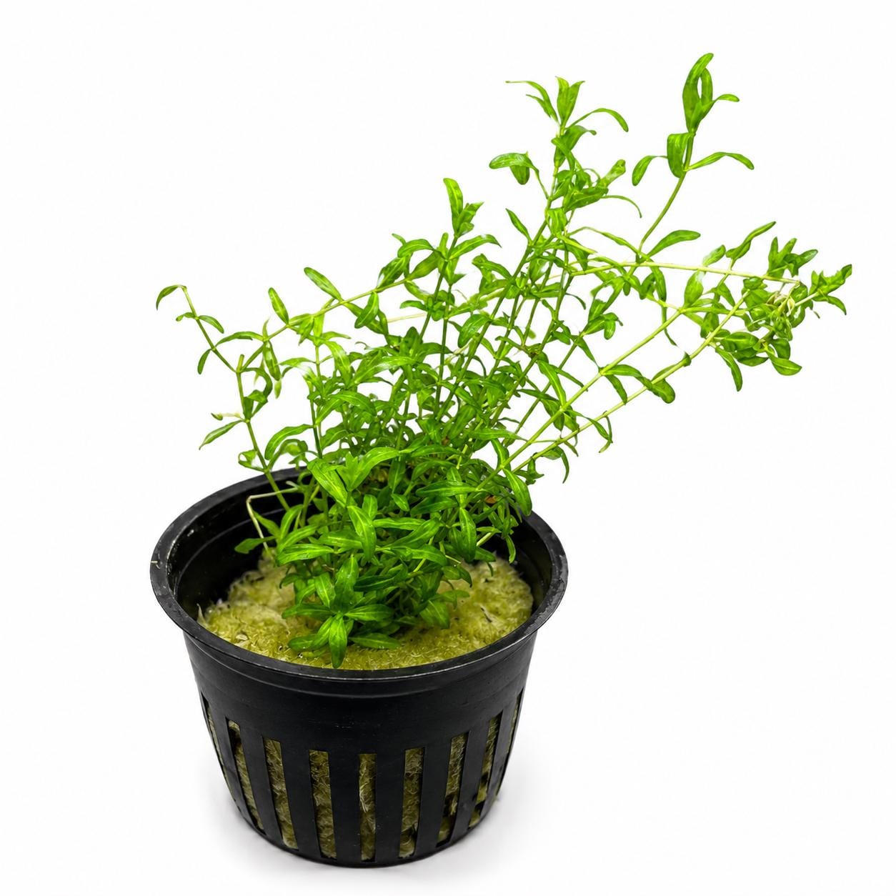 Pearl Weed Live Aquarium Plant | Potted Freshwater Aquatic Plant | Micranthemum micranthemoides | Easy Stem Plant
