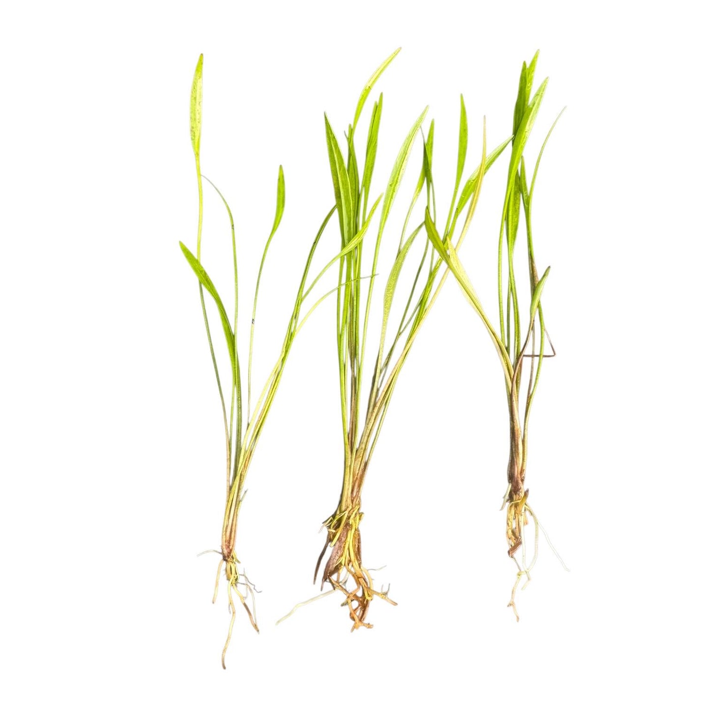Three rooted Pygmy Chain Narrow Leaf (Helanthium tenellum) aquarium plants with established root systems and narrow leaves, ideal for foreground planting in freshwater tanks.