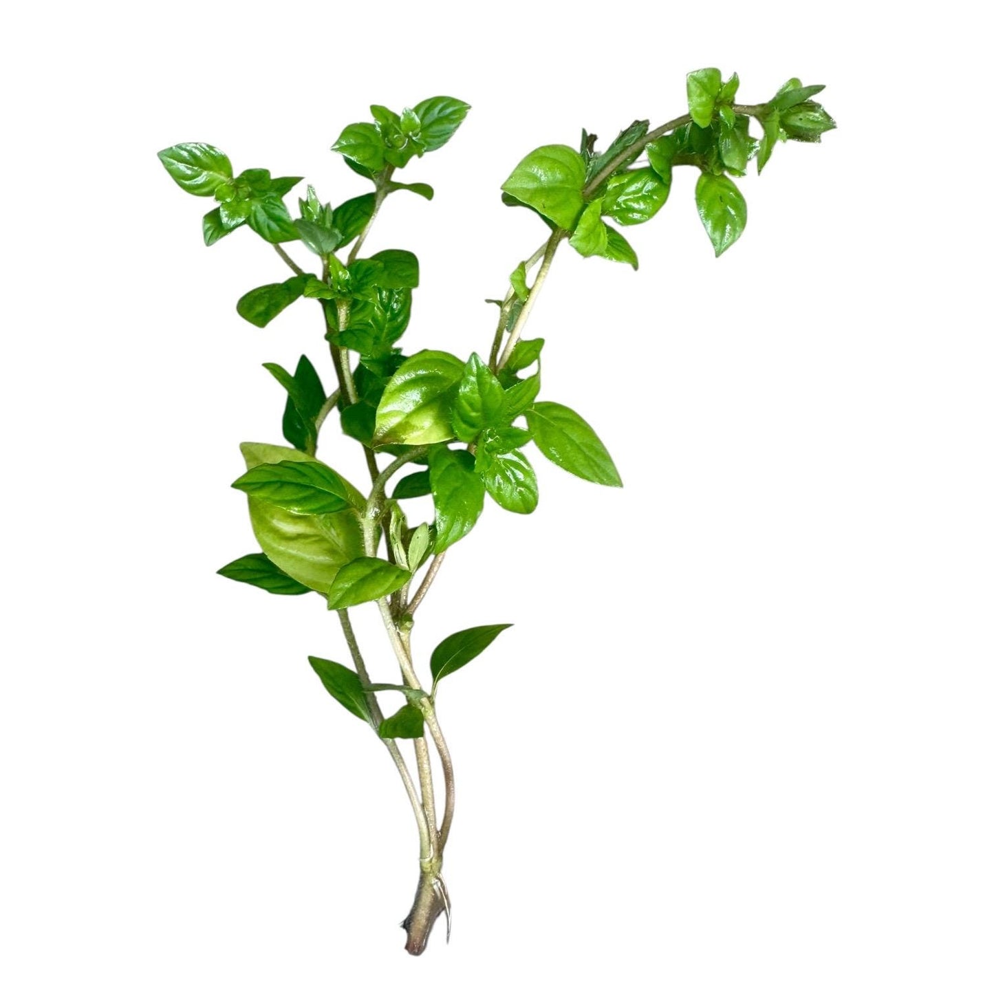 Single Staurogyne ‘Porto Velho’ stem cutting with healthy roots and glossy green leaves on a clean white background.
