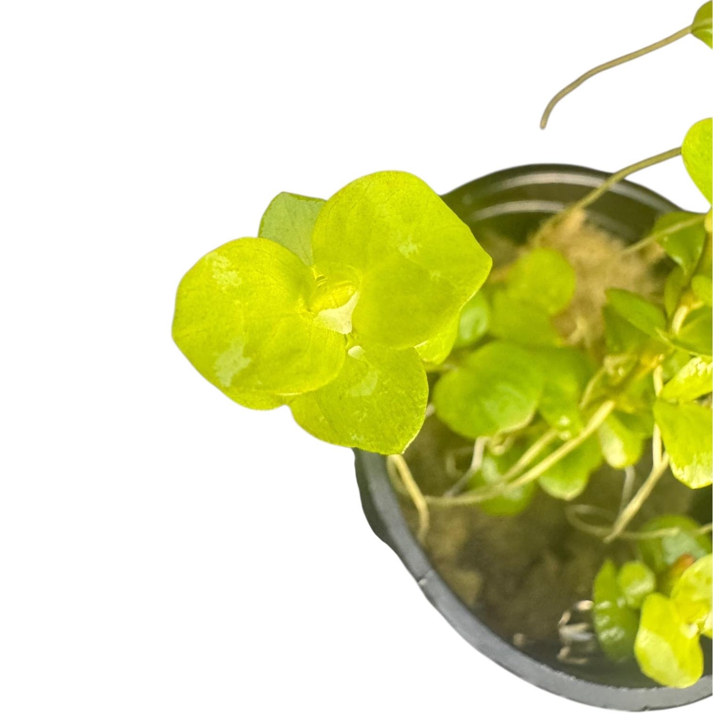 Golden Creeping Jenny Live Aquarium Plant (Lysimachia nummularia) | Easy Freshwater Stem Plant | Beginner Friendly