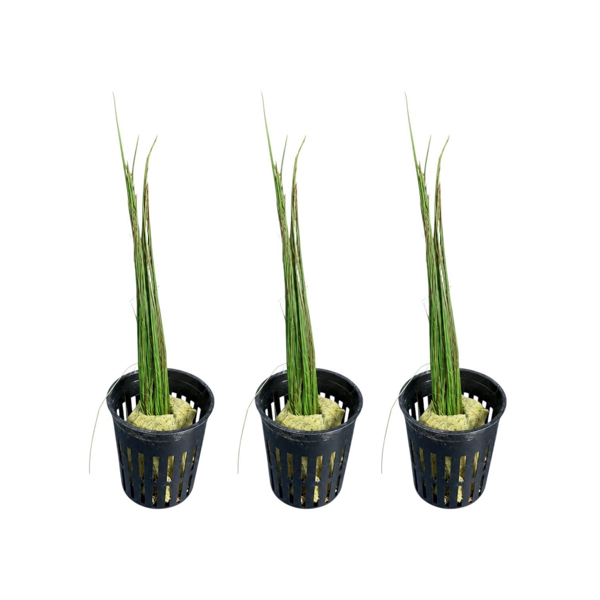 Dwarf Hairgrass Potted Live Aquarium Plant – Easy Foreground Carpet Plant for Freshwater Planted Tanks, Shrimp & Aquascaping