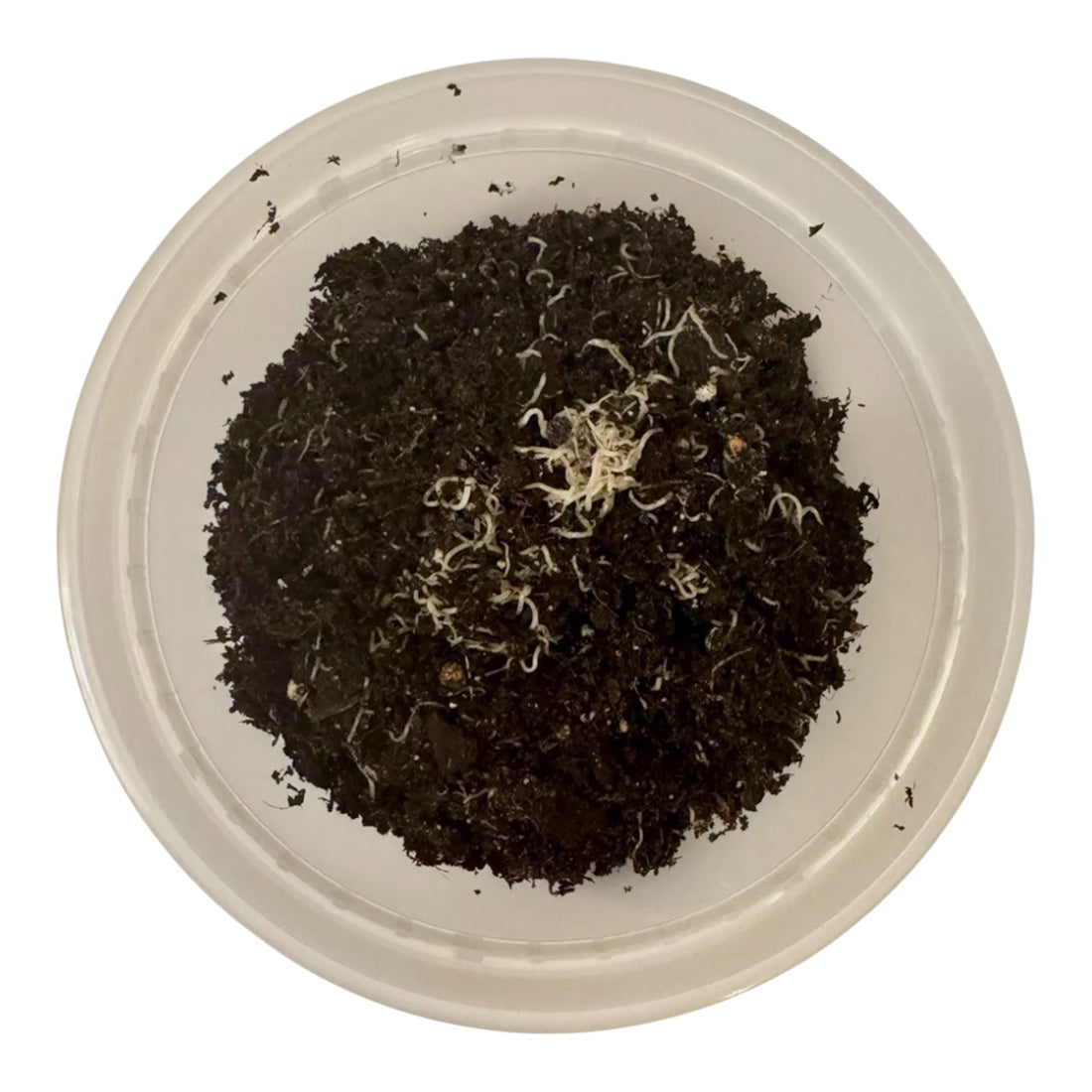 White worm culture growing in container with soil, live food for aquarium fish
