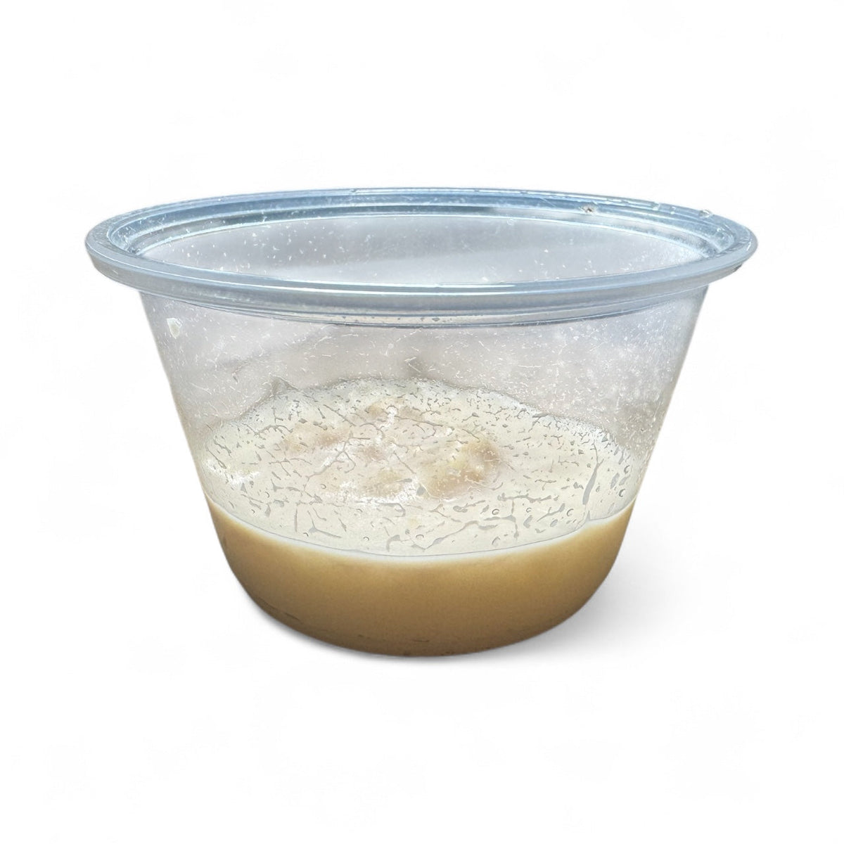 Walter Worm Culture Setup and Care – Live Food for Freshwater Fish