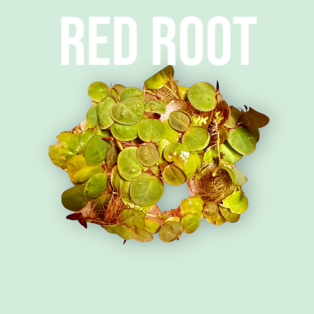 How to care for Red Root Floaters