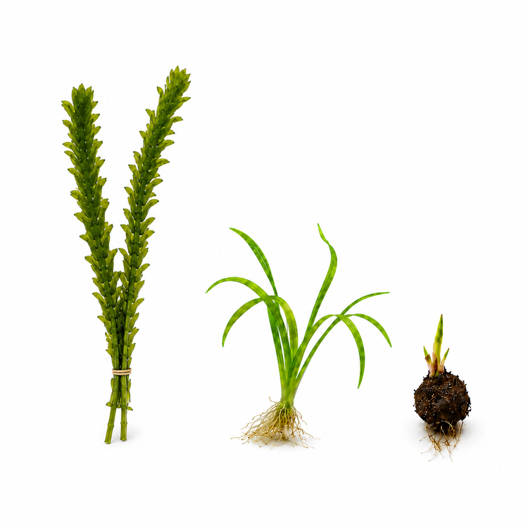 Live Aquarium Plant Bundle – Tiger Lotus Bulb, Dwarf Hairgrass, Anacharis & Floating Plants – Bestsellers Bundle