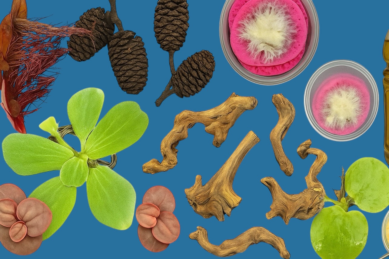 Aquarium supplies set with live cultures, floating plants, alder cones, and driftwood decor