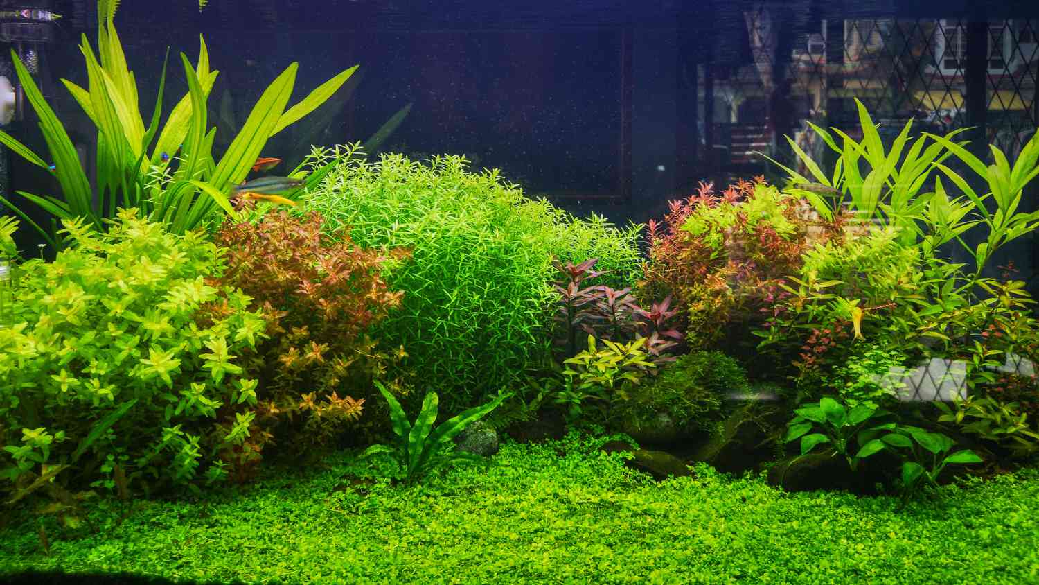 Aquatic plants Aquascape