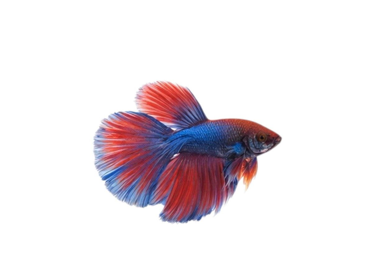 Betta Essentials