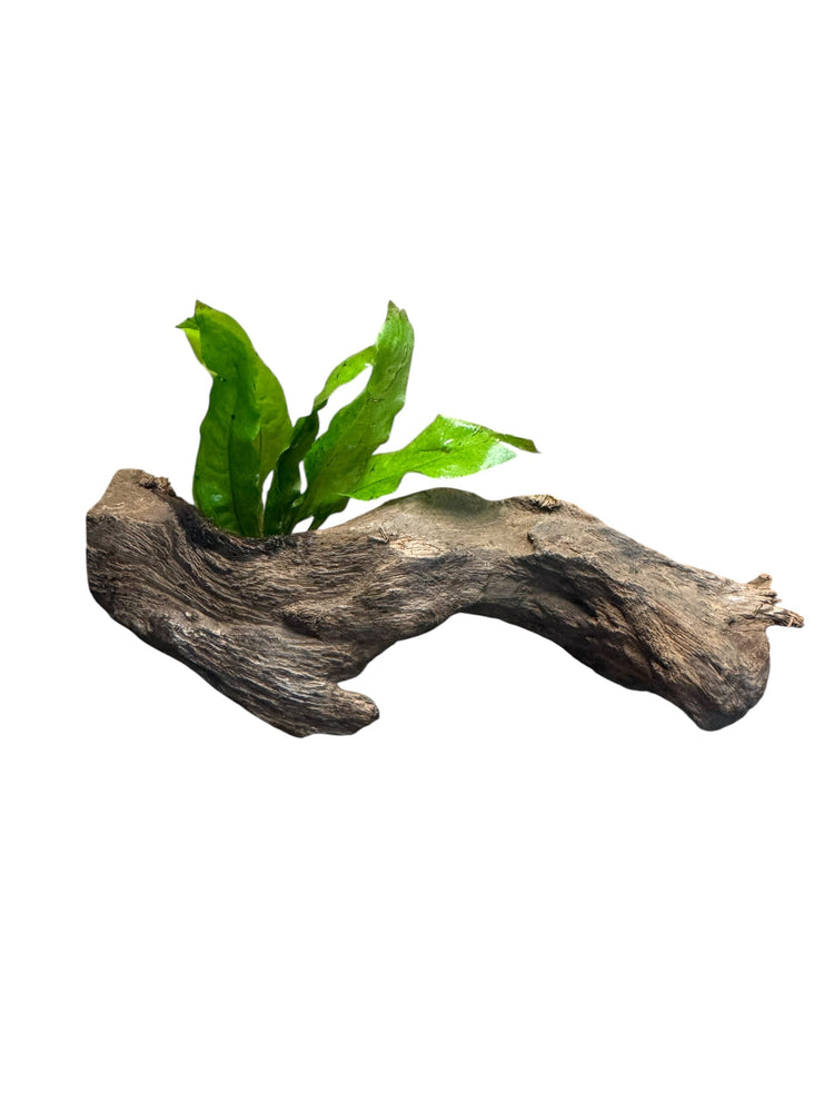 Plants on Wood
