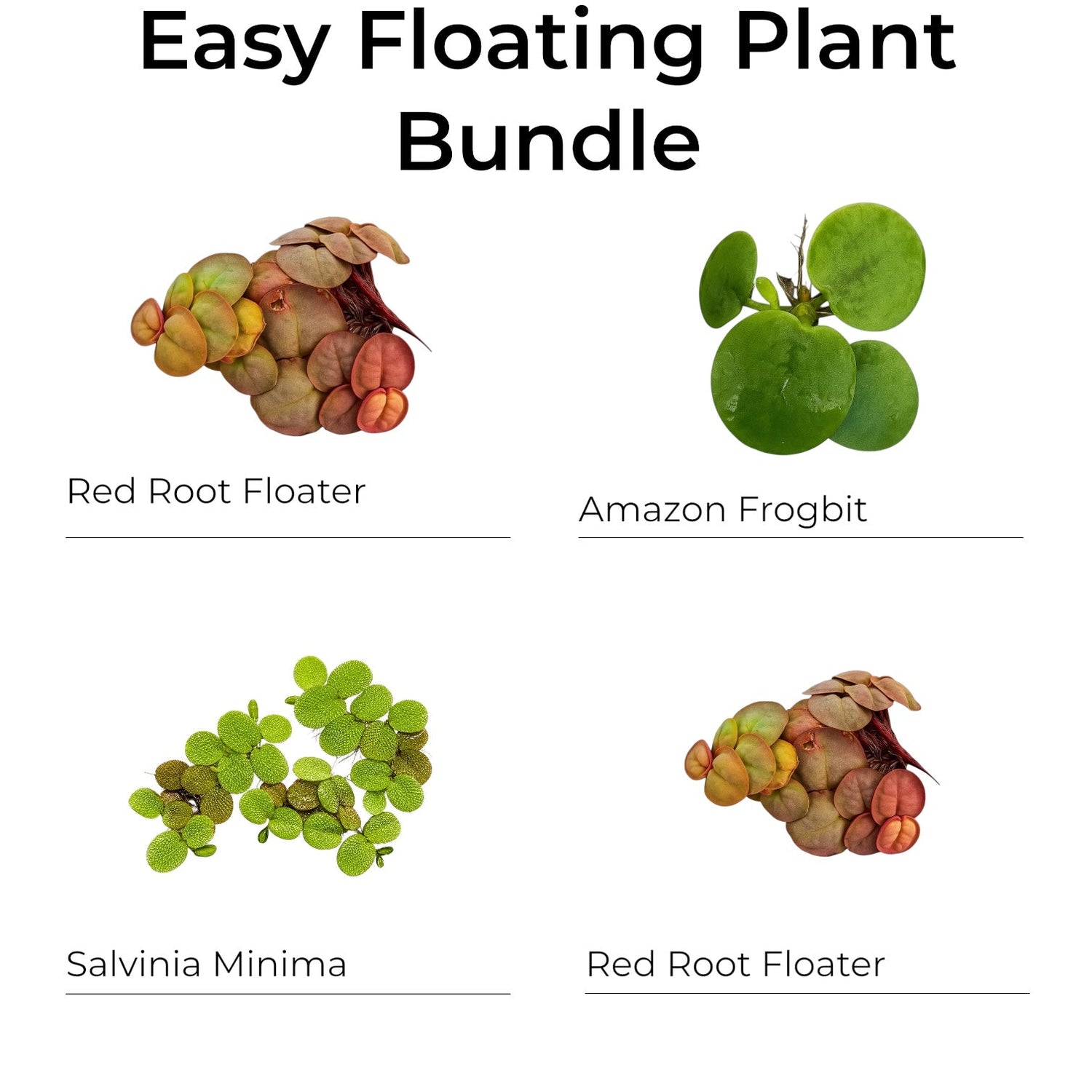Featured Floating Plant Bundles
